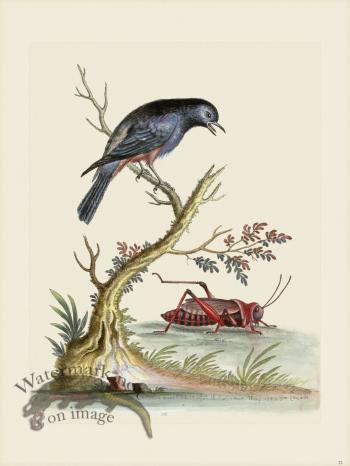 Edwards 022 Red Blue Bird